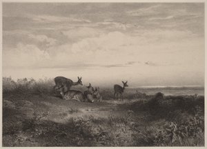 Die Rehe von Karl Bodmer