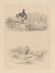 Gans, Reiher