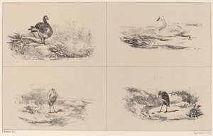 Gänse, Schwäne, Reiher