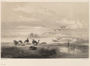 Wilde Gänse