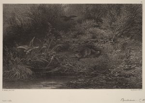 Fuchs auf der Lauer von Karl Bodmer