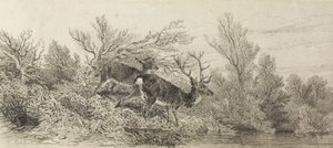 Hirsch im Wald von Karl Bodmer
