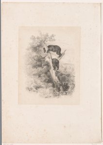 Zwei Bären auf einem Baum von Karl Bodmer