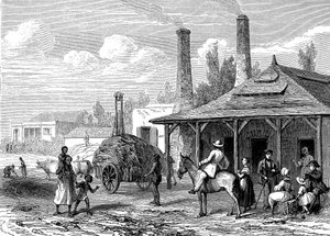 Zuckerpflanze auf Mauritius im Jahr 1863 von Karl Girardet