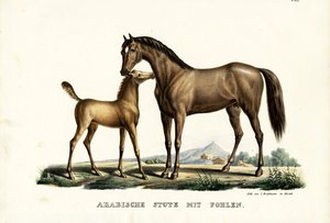 Arabisches Pferd mit Geflügel, 1824