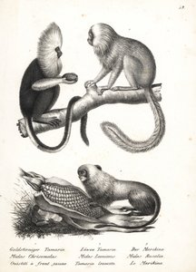 Buffy-gesichtiger Marmoset und Goldener Löwenaffe von Karl Joseph Brodtmann