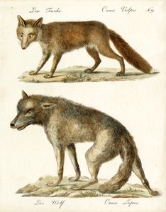Fuchs und Wolf