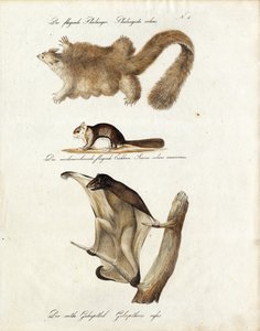 Gleitende Säugetiere von Karl Joseph Brodtmann