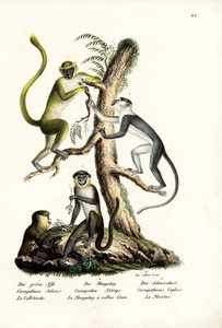 Grüner Affe, 1824
