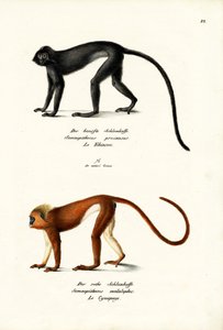 Hanuman-Langur, 1824