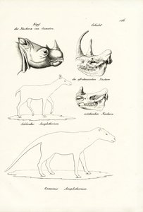 Kopf des Sumatra-Nashorns, 1824 von Karl Joseph Brodtmann