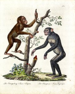 Orang-Utan und Schimpanse (Druck)