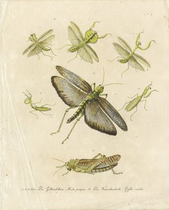 Gottesanbeterinnen und Heuschrecken (Druck)