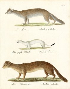 Zobel, Hermelin und Baummarder von Karl Joseph Brodtmann
