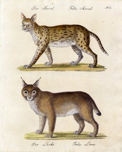Serval und Luchs von Karl Joseph Brodtmann