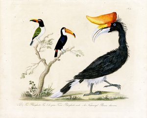 Tukan, Trogon und Hornvogel von Karl Joseph Brodtmann
