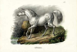 Türkisches Pferd, 1824 von Karl Joseph Brodtmann