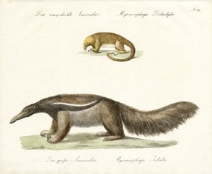 Zweizehiger und Großer Ameisenbär