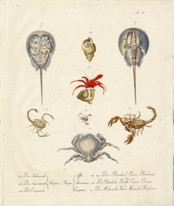 Verschiedene Krustentiere und Meereslebewesen von Karl Joseph Brodtmann