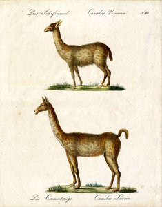 Vicuña und Lama