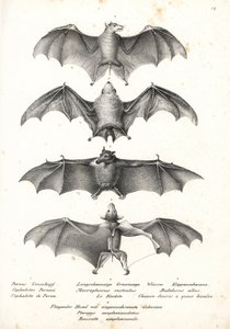 Westlicher Nacktrücken-Flughund, Langzungen-Nektar-Fledermaus, Nördliche Geisterfledermaus und Geoffroys Rousette
