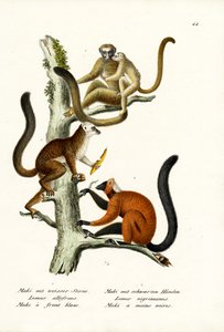 Weißstirnlemur, 1824