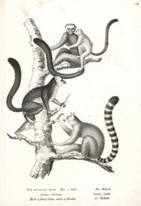 Weißkopflemur und Katta von Karl Joseph Brodtmann