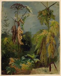 Schierling-Studie