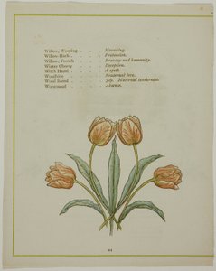 Dekorative Illustration, aus Die erleuchtete Sprache der Blumen von Kate Greenaway