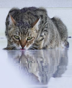 Cooler Kater, 2022, Fotografie von Katha Wood