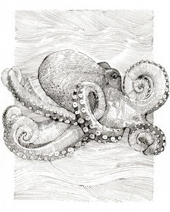 Schwarz-weiße Linienzeichnung eines Oktopus von Katie O'Shea