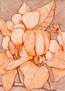 Schraffierte orangefarbene Blüten von Katie O'Shea