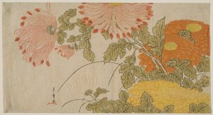 Chrysanthemen
