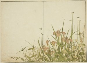 Sommerblumen: Schwertlilien und Wasserpflanzen, aus dem Buch "Spiegel der schönen Frauen der Vergnügungsviertel (Seiro bijin awase sugata kagami)," Bd. 1 von Katsukawa Shunsho