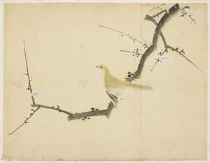Nachtigall auf einem Pflaumenzweig von Katsushika (school of) Hokusai