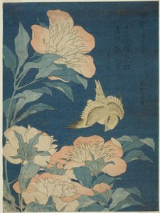 Kanarienvogel und Pfingstrose, aus einer unbetitelten Serie von Blumen und Vögeln von Katsushika Hokusai