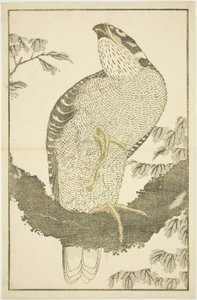 Falke, aus Das Bilderbuch der realistischen Malereien von Hokusai (Hokusai shashin gafu) von Katsushika Hokusai