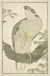 Falke, aus dem Bilderbuch der realistischen Gemälde von Hokusai (Hokusai shashin gafu) von Katsushika Hokusai