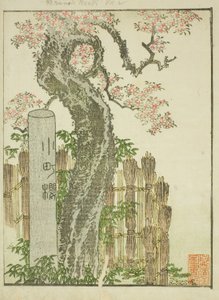 Komachi-Kirschbaum (Komachi zakura), aus dem illustrierten Buch "Bilderbuch der Vergnügungen des Ostens (Ehon Azuma asobi)"