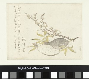 Zwei Plattfische und Pflaume