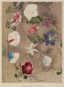 Gruppe von Prunkwinden von Kazumasa Ogawa