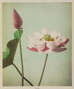 Lotus von Kazumasa Ogawa
