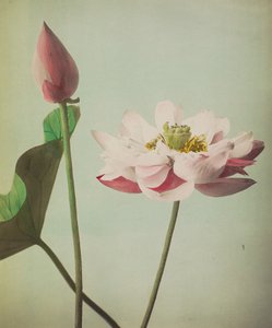 Lotus, 1896 von Kazumasa Ogawa