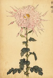 Hybride rosa Spinnenchrysantheme