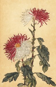 Hybride lila und weiße Quill-Chrysantheme