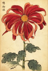 Hybride scharlachrote und rosa Chrysantheme (Kupferstich)