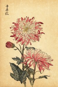 Hybride weiß-rosa Chrysantheme