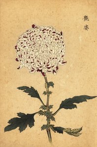 Hybride weiße und violette Pompon-Chrysantheme, 1893 (Gravur)