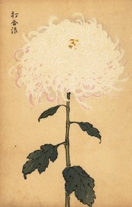Hybride weiße Chrysantheme