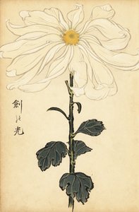 Hybride weiße Chrysantheme (Gravur)